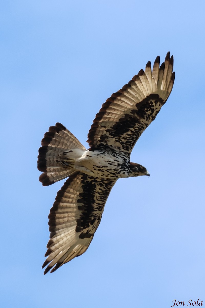 African Hawk-Eagle - ML623880026