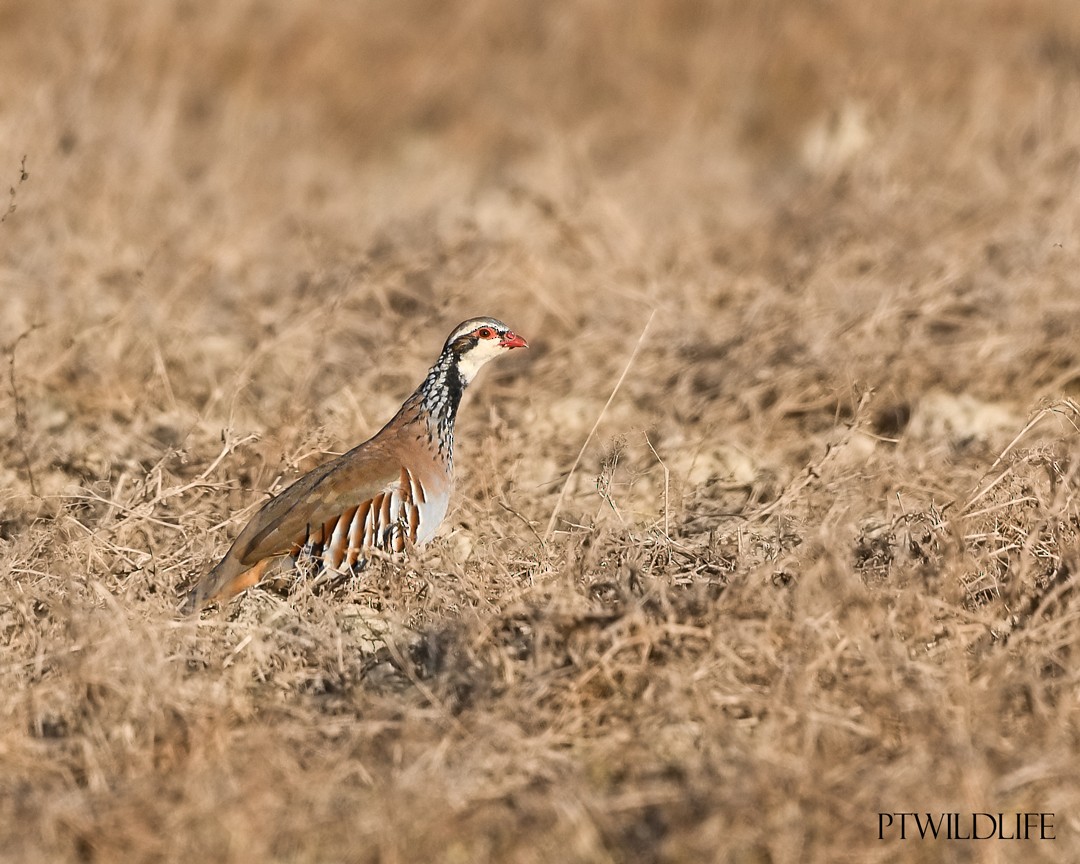 Red-legged Partridge - ML623880028