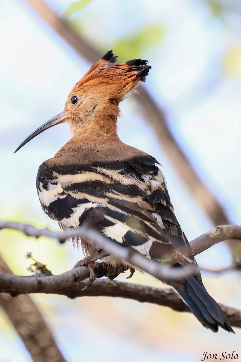 Eurasian Hoopoe (African) - ML623880030