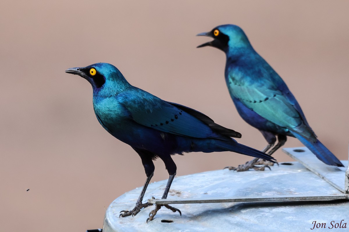 Greater Blue-eared Starling - ML623880037