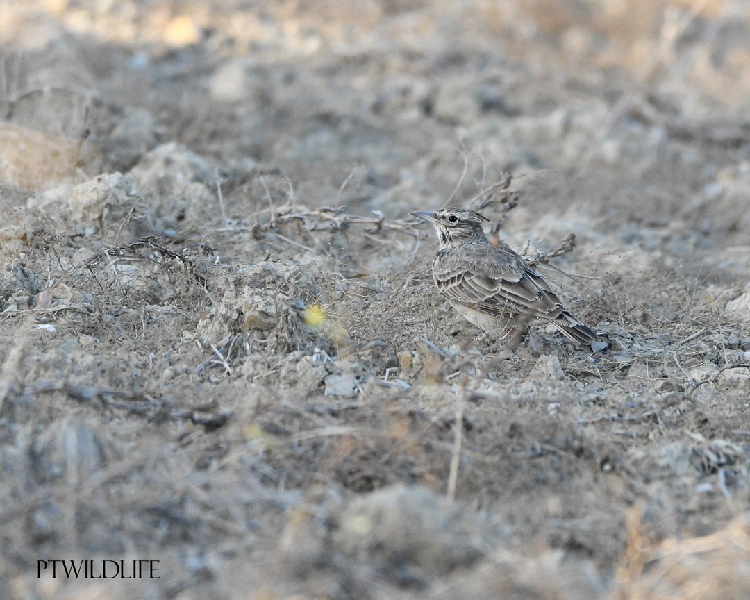 Crested Lark - ML623880042