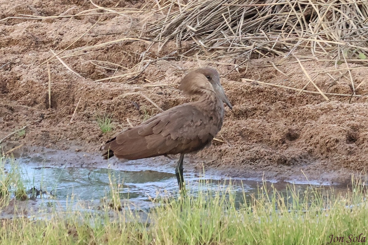 Hamerkop - ML623880047