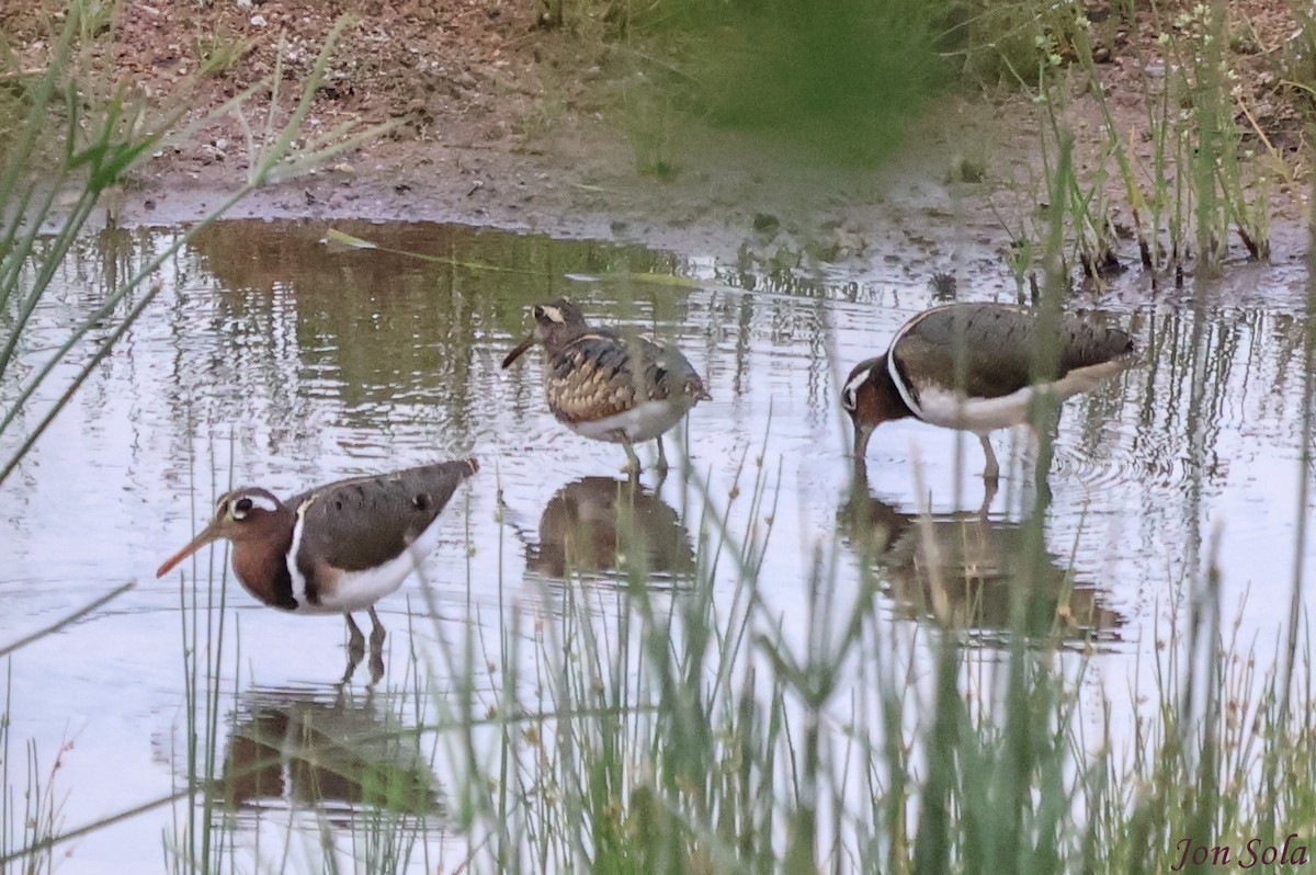 Greater Painted-Snipe - ML623880058