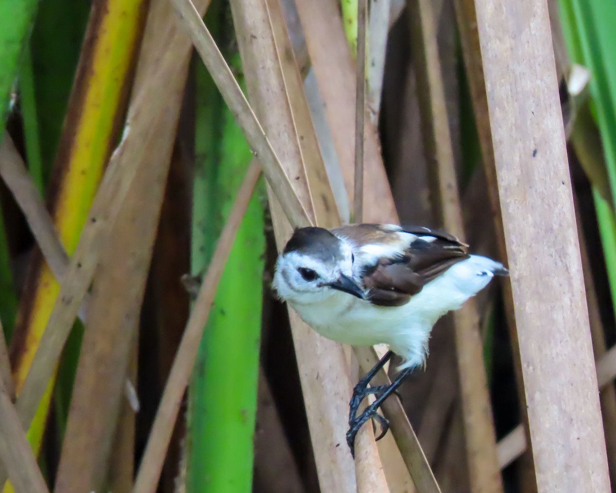 Pied Water-Tyrant - ML623880077