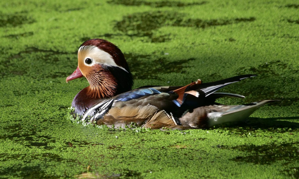 Mandarin Duck - ML623880087