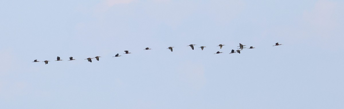 White-faced Ibis - ML623880104