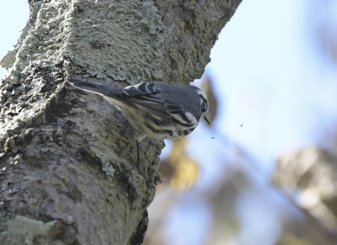 Yellow-throated Warbler - Lisa Klepacz