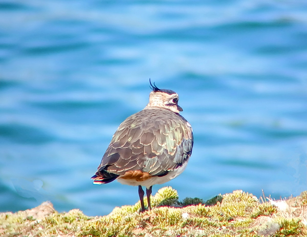 Northern Lapwing - Mark Jordan