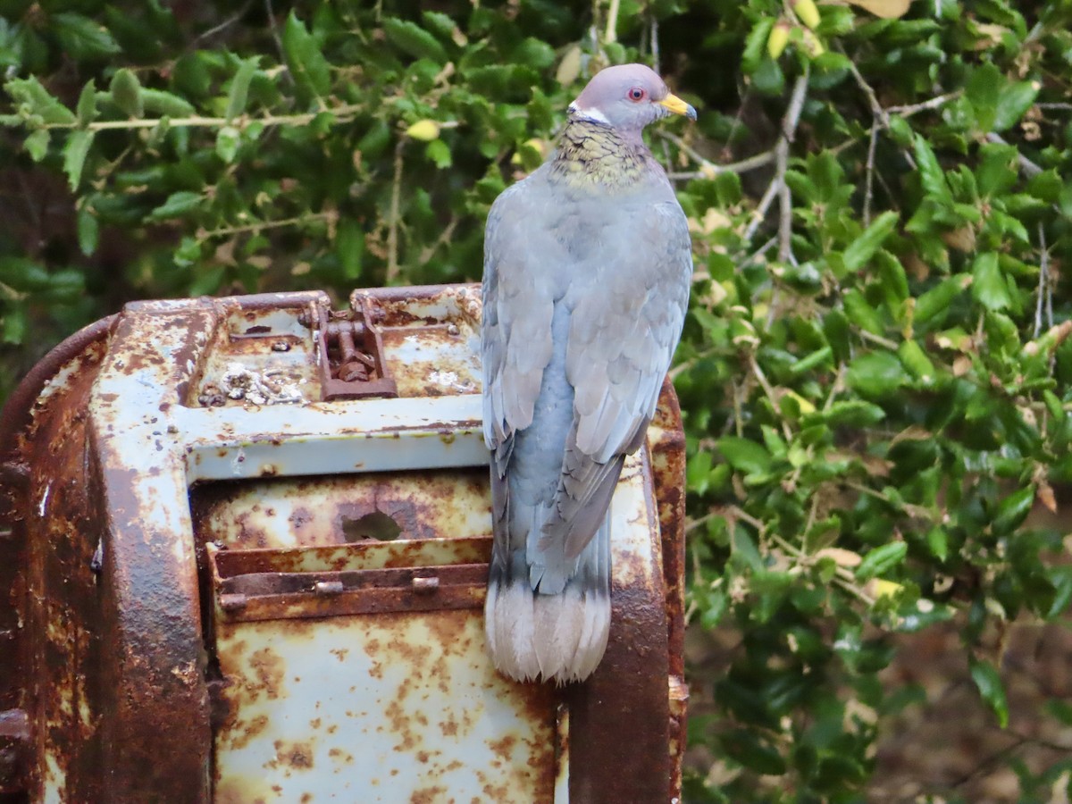 Band-tailed Pigeon - ML623880159