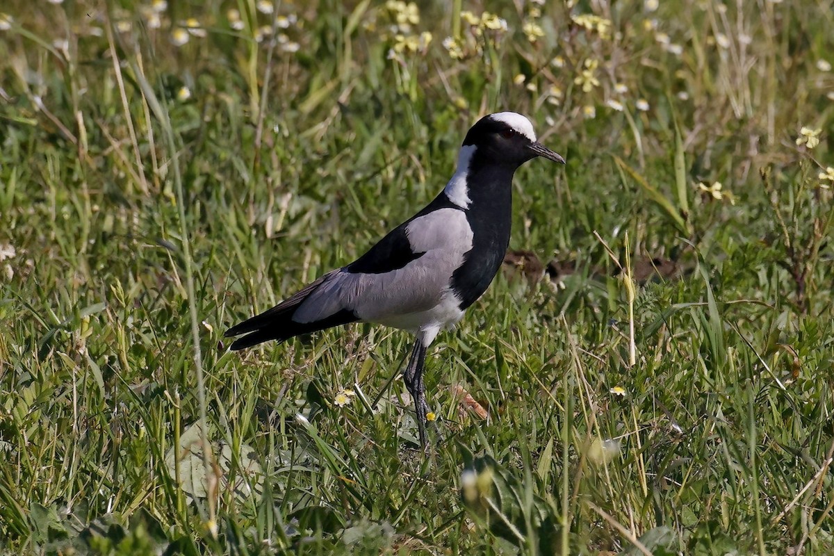 Blacksmith Lapwing - ML623880175