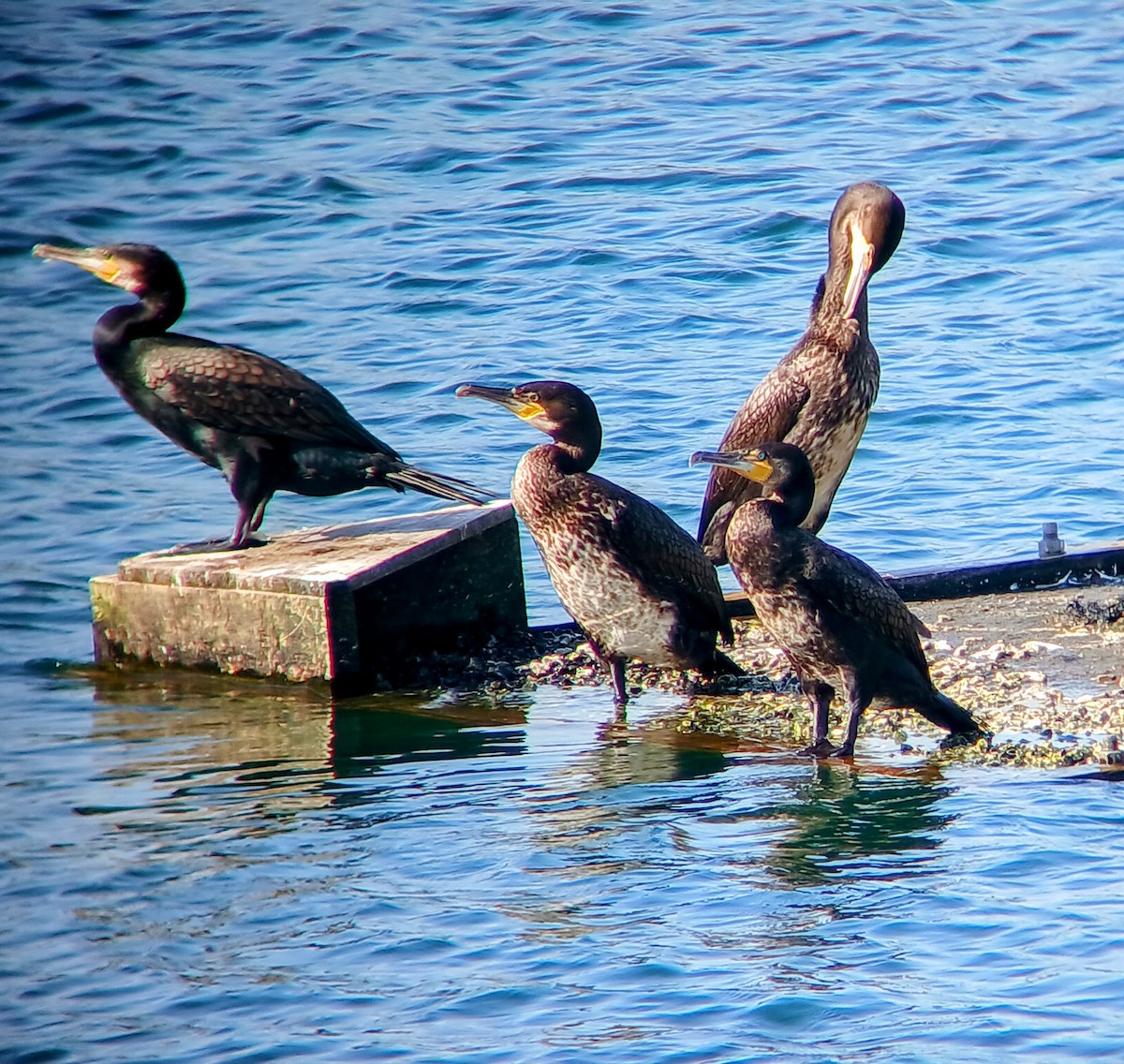 Great Cormorant - Mark Jordan