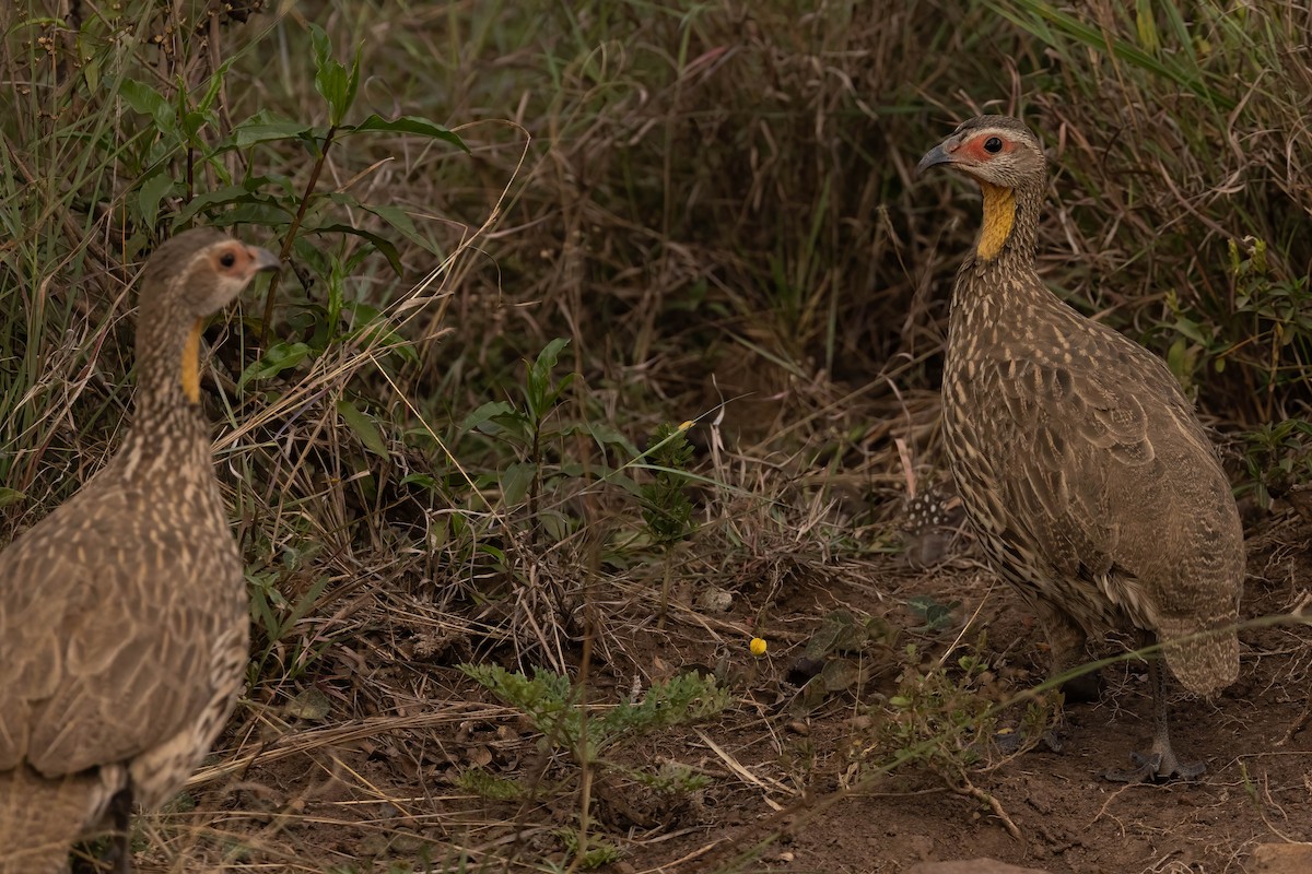 Yellow-necked Spurfowl - ML623880193