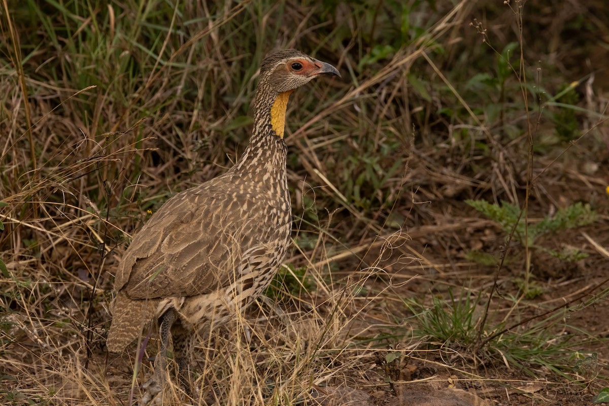 Yellow-necked Spurfowl - ML623880196