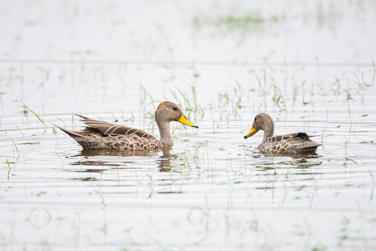 Yellow-billed Pintail - ML623880202