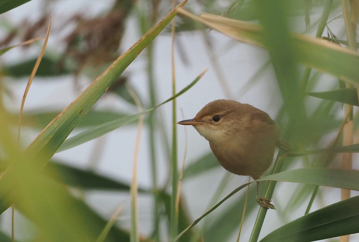 Acrocephalus sp. - ML623880211