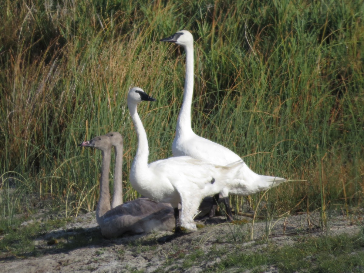 Trumpeter Swan - ML623880218