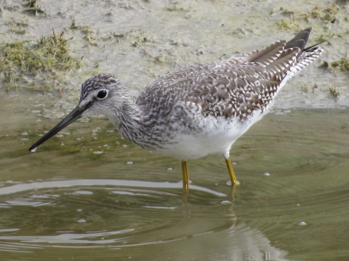 Greater Yellowlegs - ML623880233