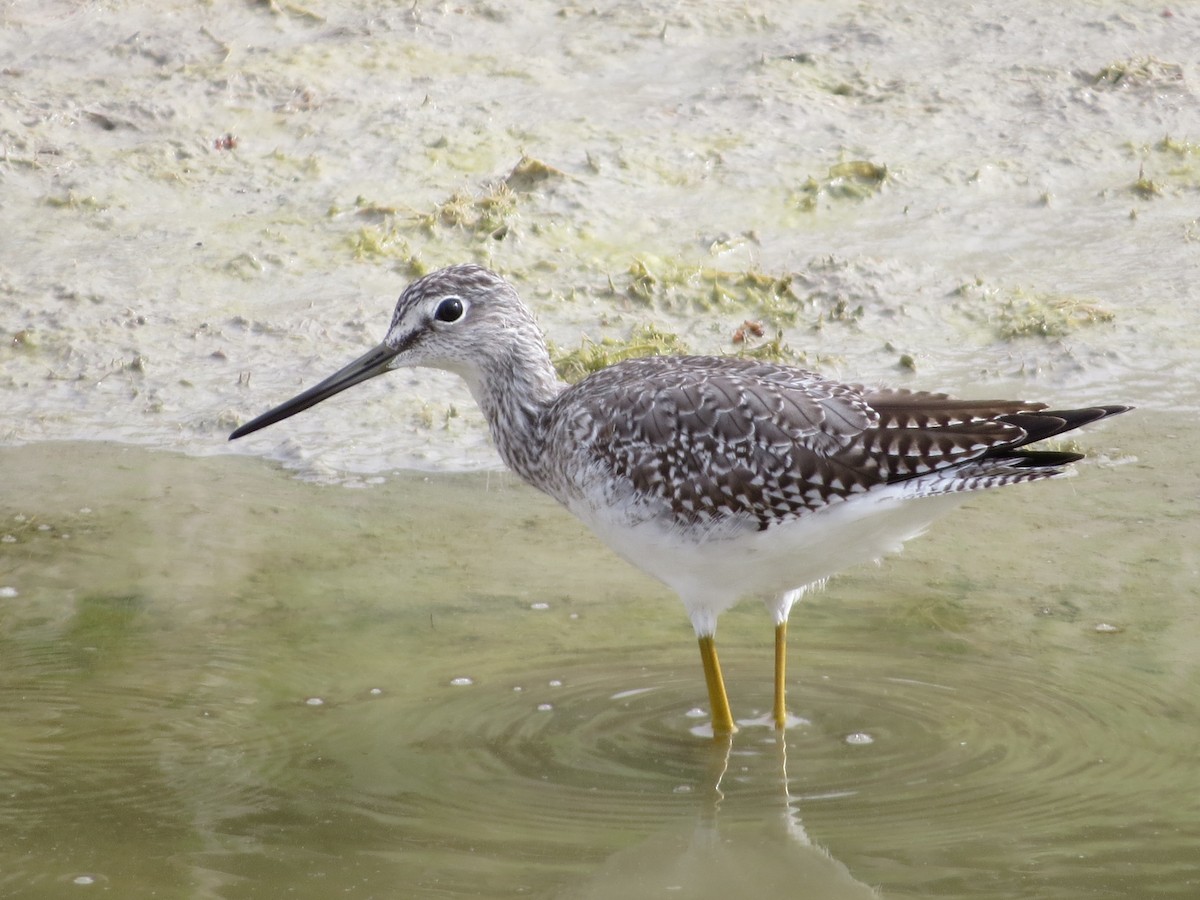 Greater Yellowlegs - ML623880234