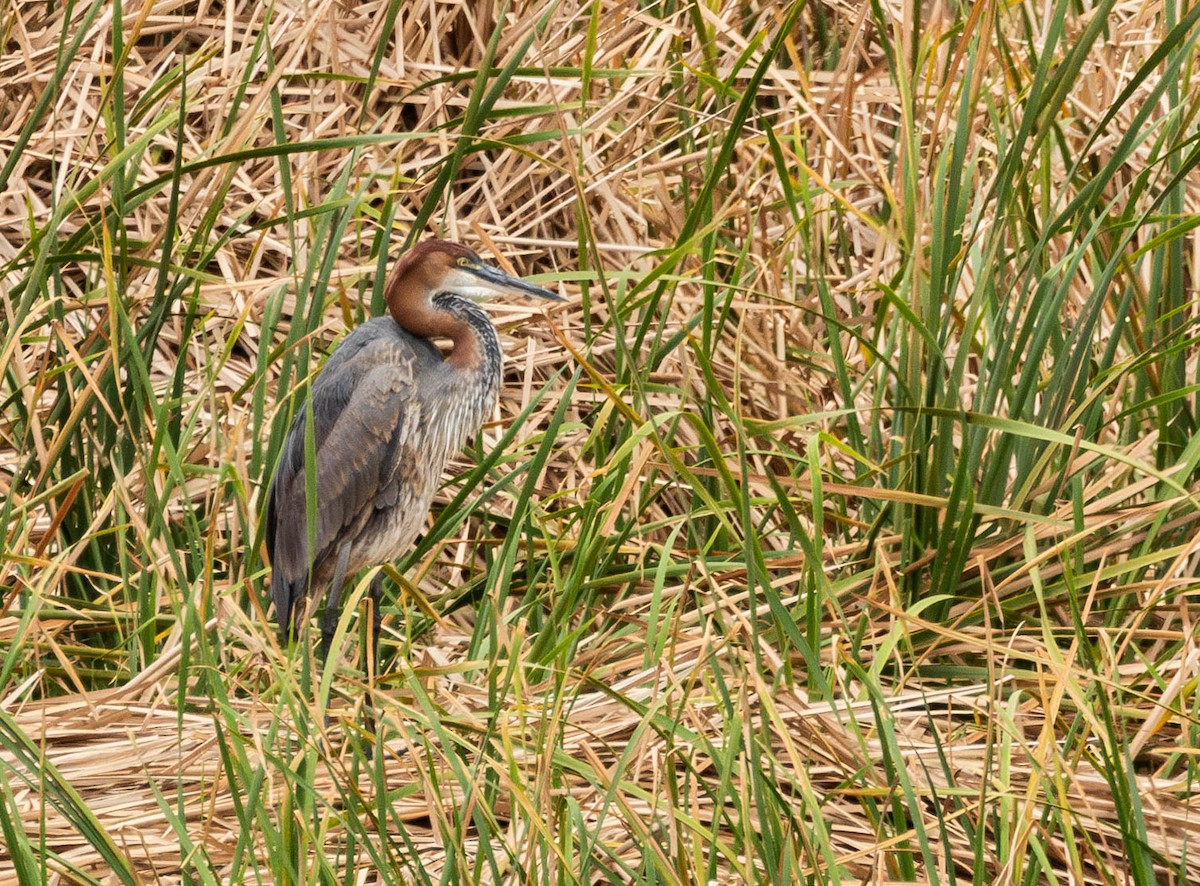 Goliath Heron - ML623880237