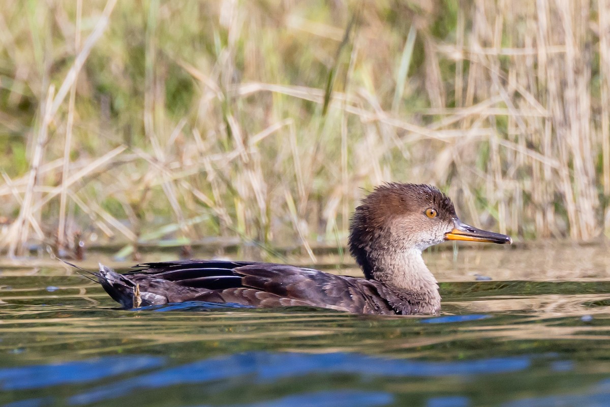 Hooded Merganser - Sean Neilson