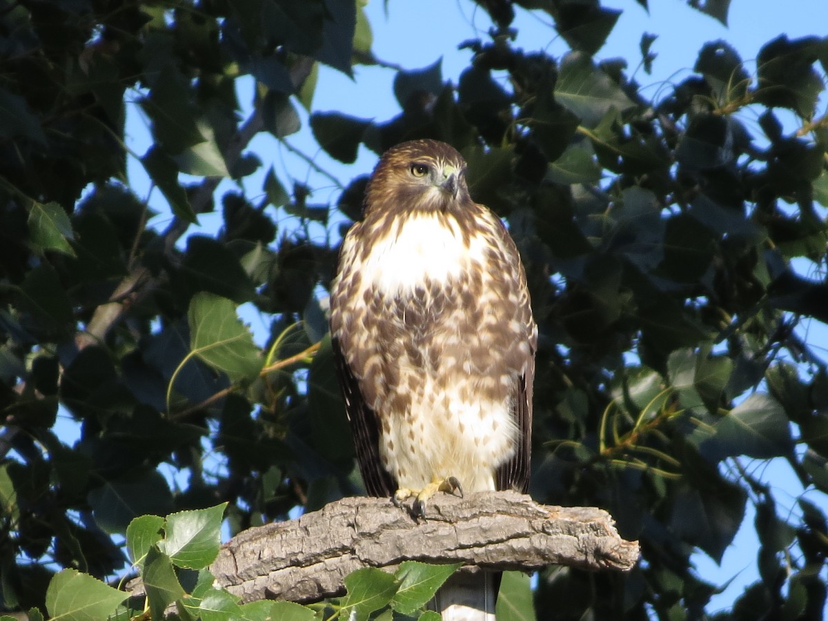 Red-tailed Hawk - ML623880243