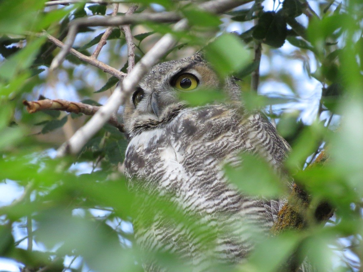 Great Horned Owl - ML623880248