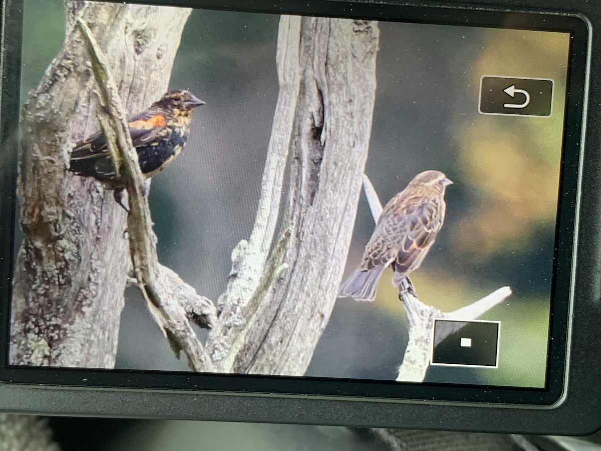 Red-winged Blackbird - ML623880266