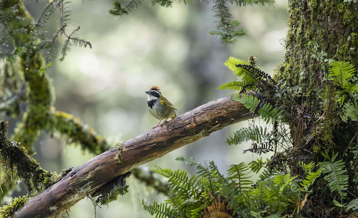 Collared Towhee - ML623880282