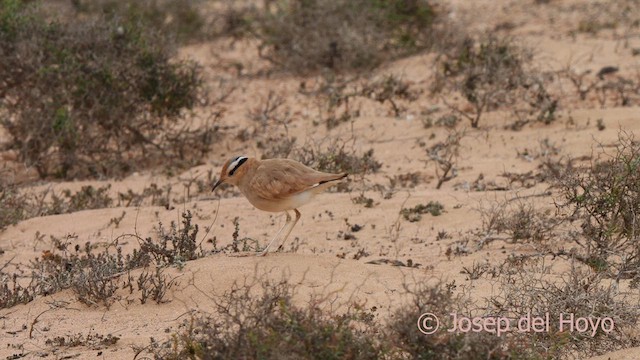 Cream-colored Courser - ML623880294