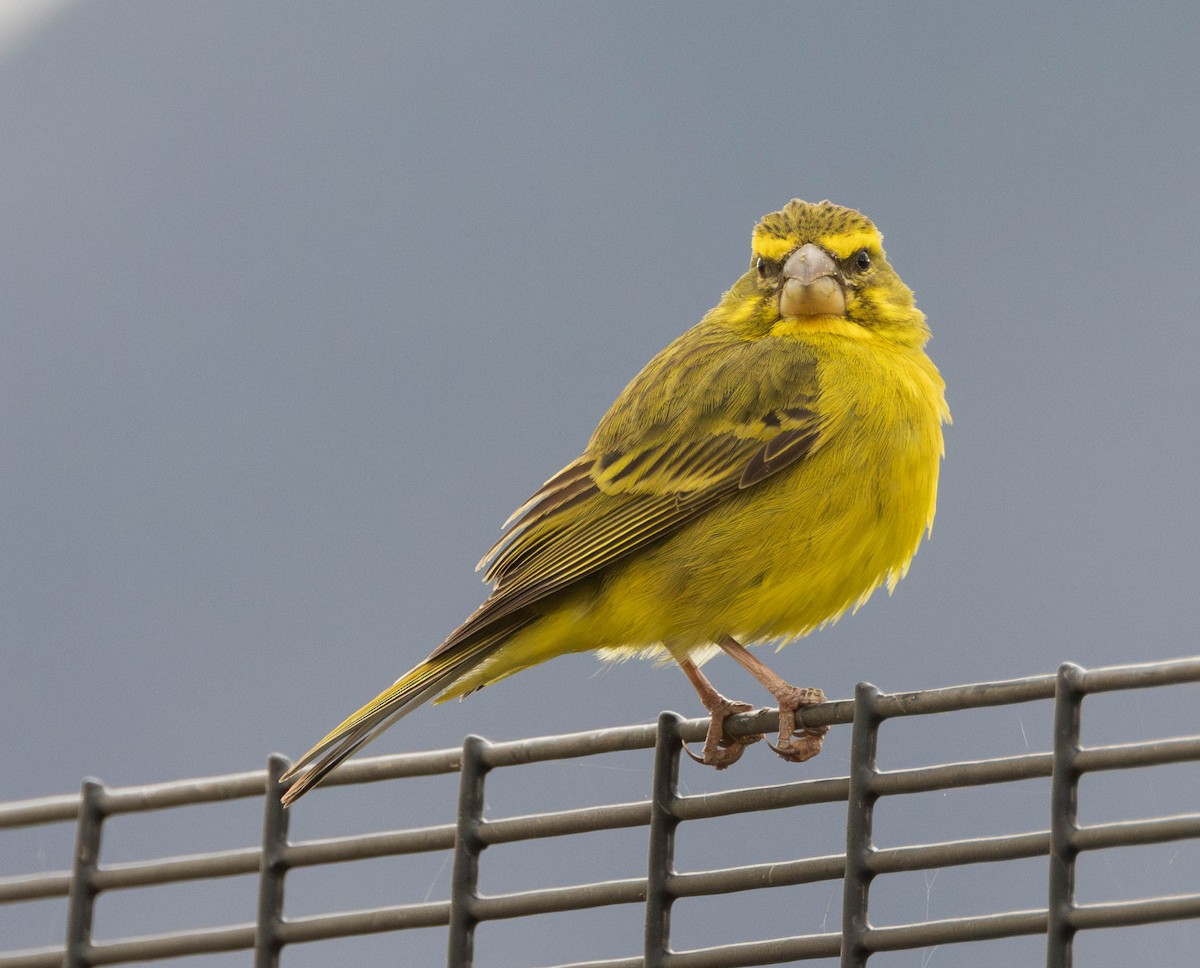 Brimstone Canary - ML623880296