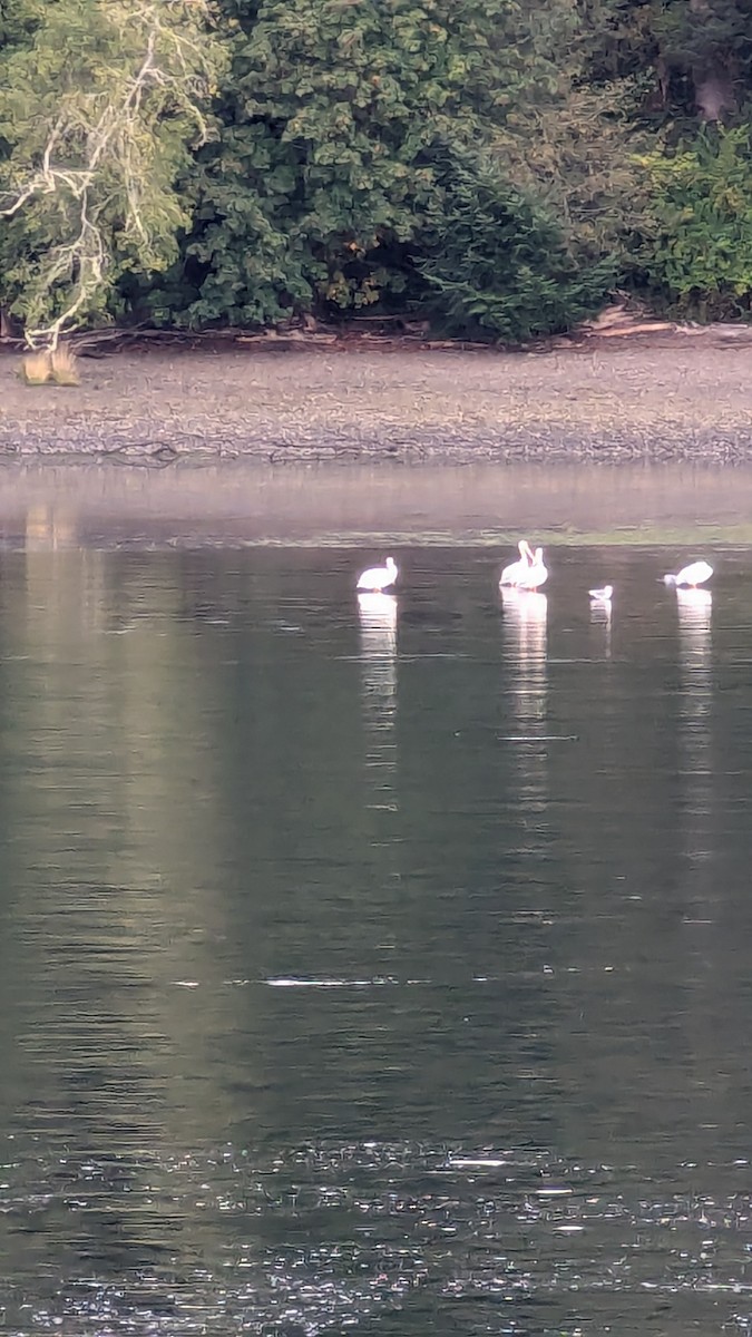 American White Pelican - ML623880304