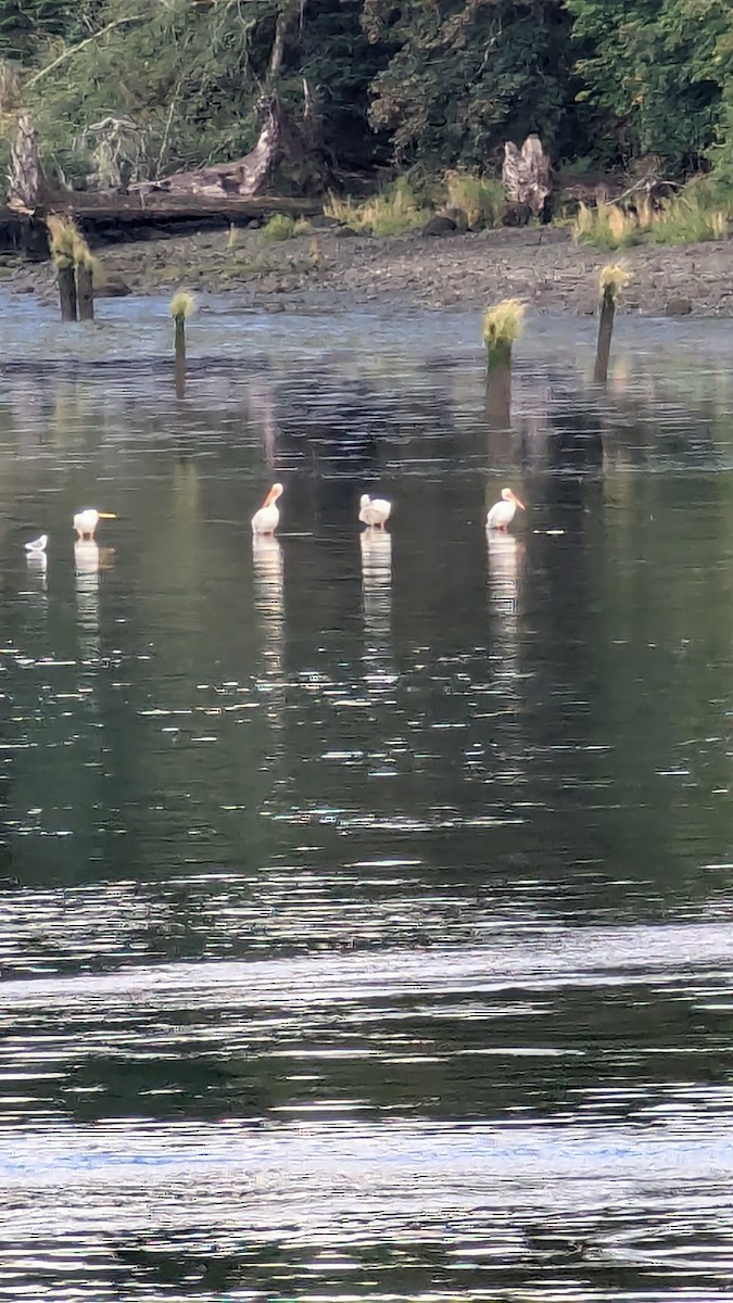 American White Pelican - ML623880305