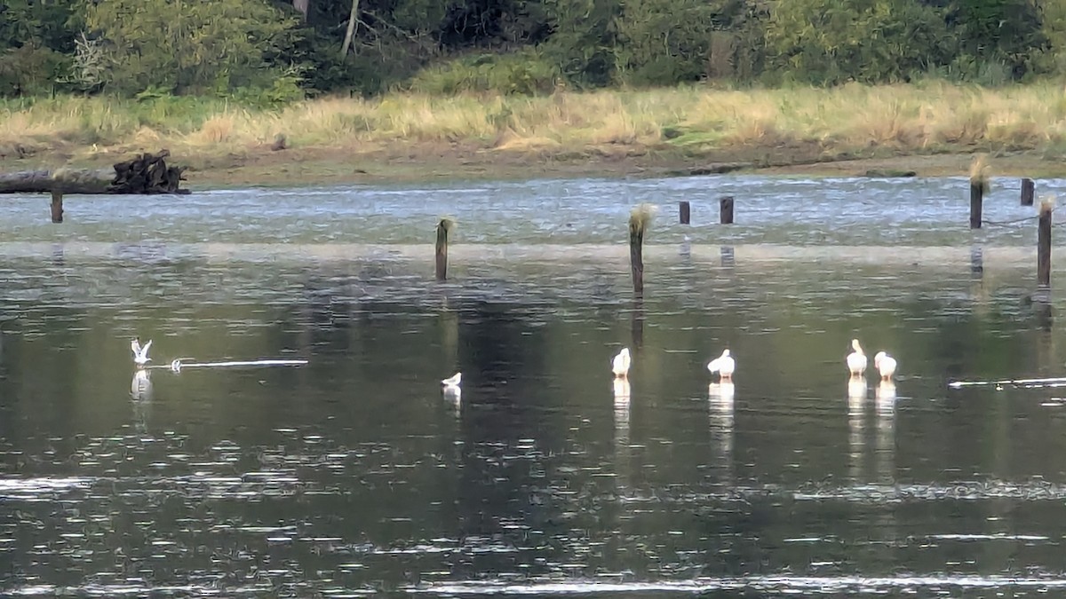 American White Pelican - ML623880306