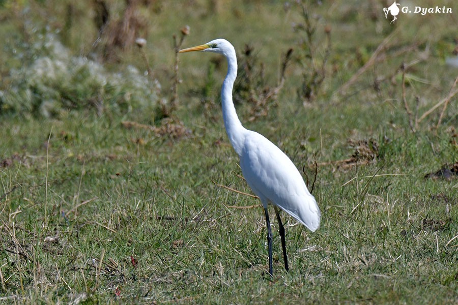 Great Egret - Gennadiy Dyakin