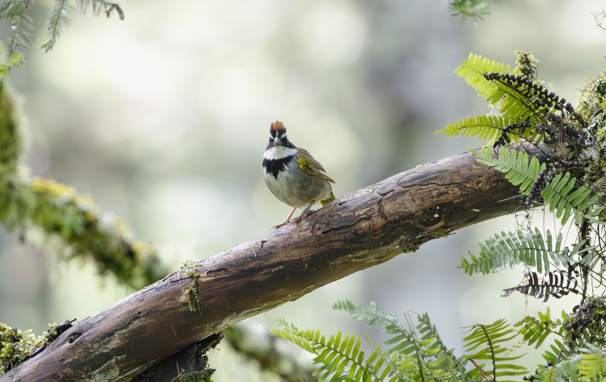 Collared Towhee - ML623880336