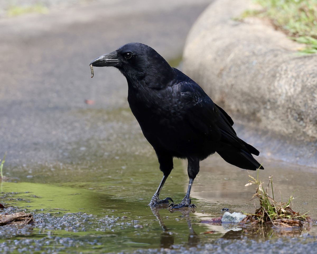 American Crow - ML623880346