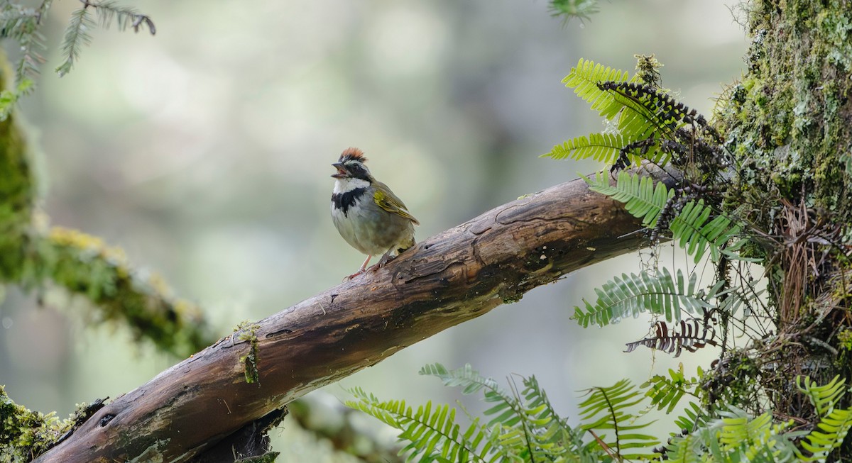 Collared Towhee - ML623880362