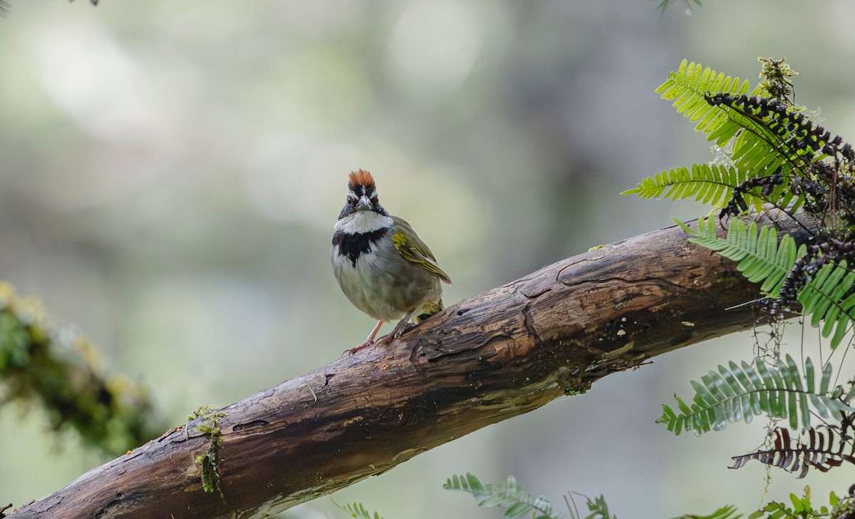 Collared Towhee - ML623880366