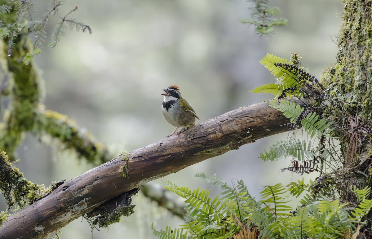 Collared Towhee - ML623880377