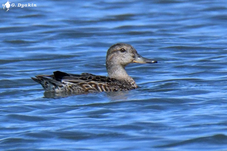 Green-winged Teal - Gennadiy Dyakin