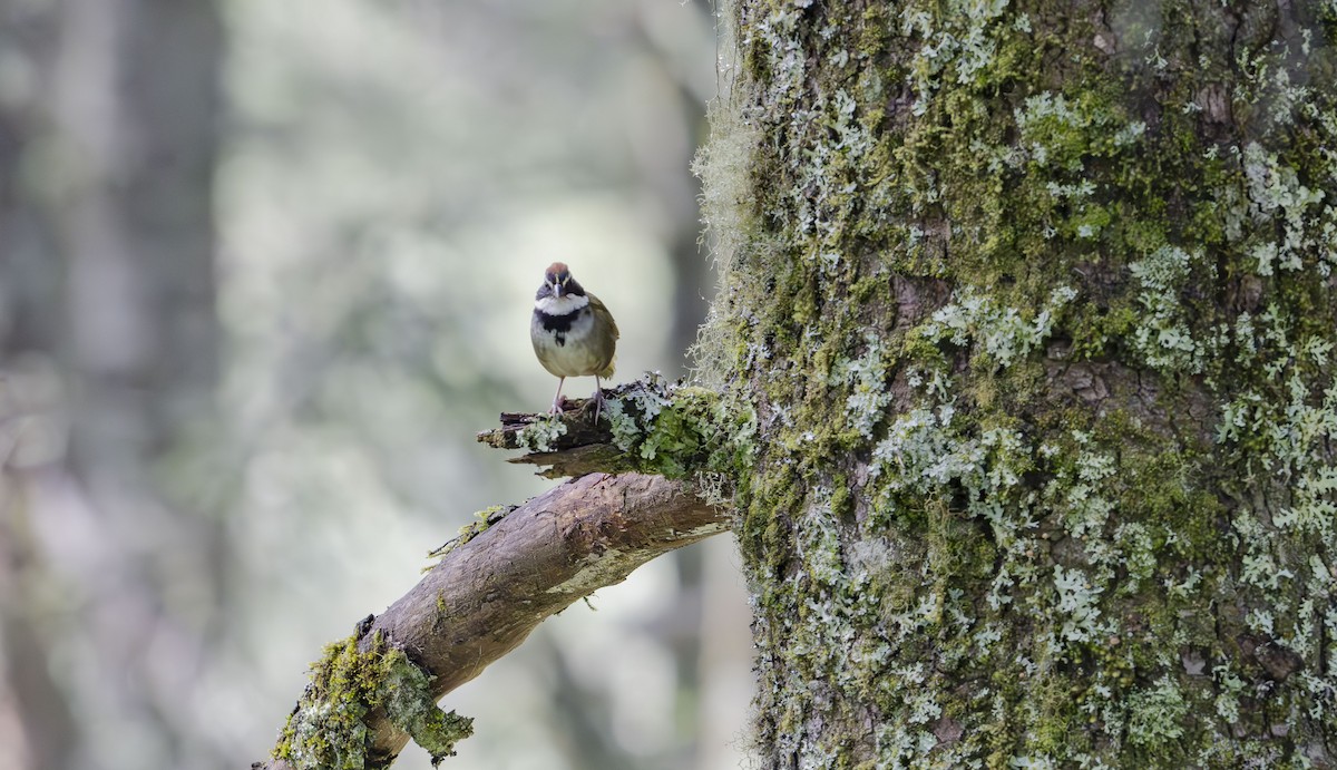 Collared Towhee - ML623880414