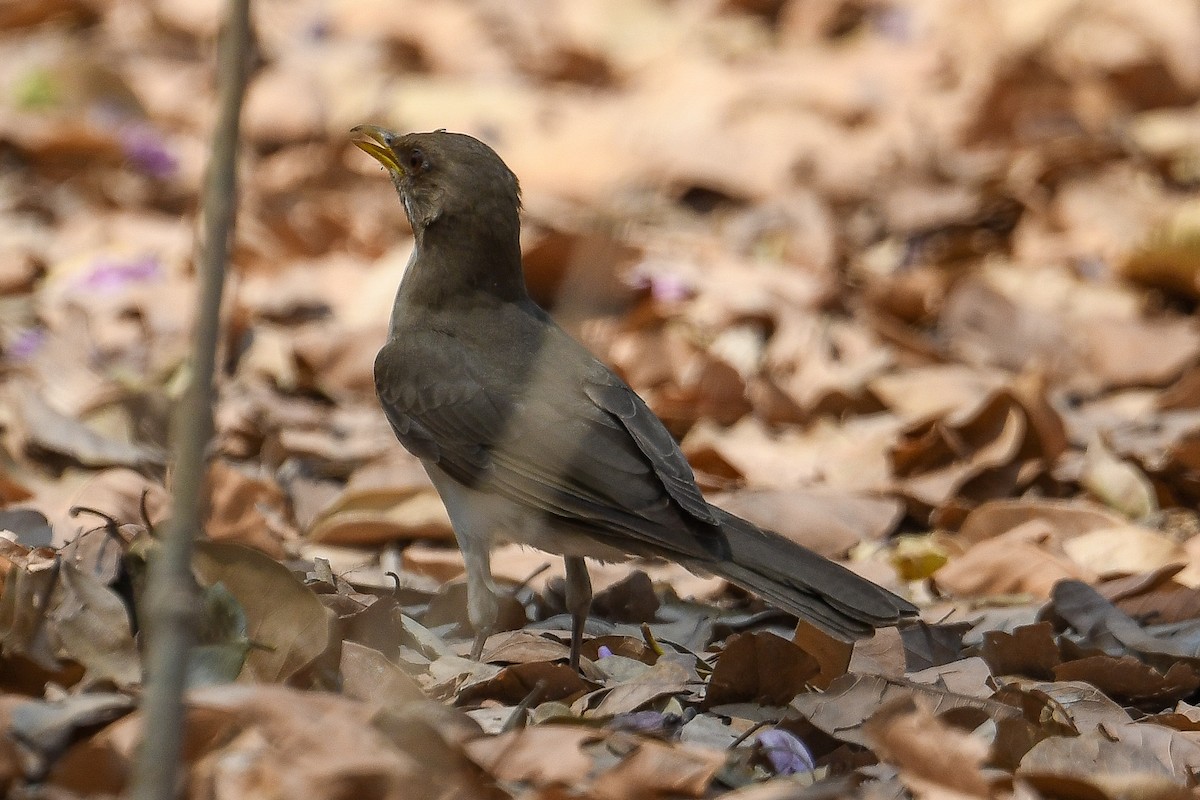 Creamy-bellied Thrush - ML623880420