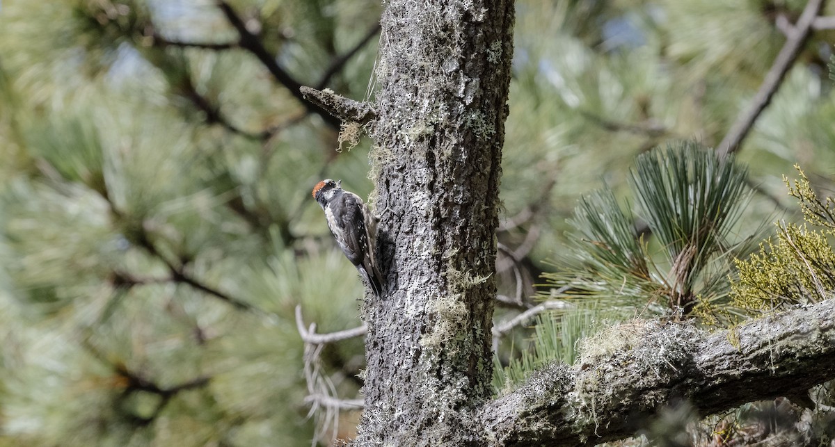 Hairy Woodpecker (South Mexican) - ML623880422