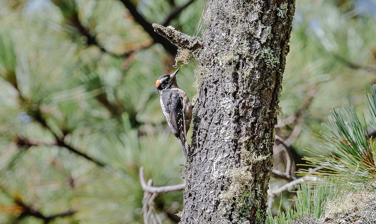 Hairy Woodpecker (South Mexican) - ML623880429