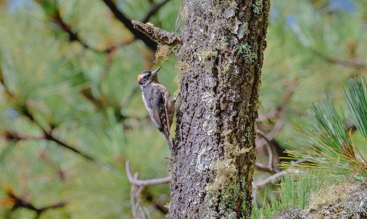 Hairy Woodpecker (South Mexican) - ML623880441