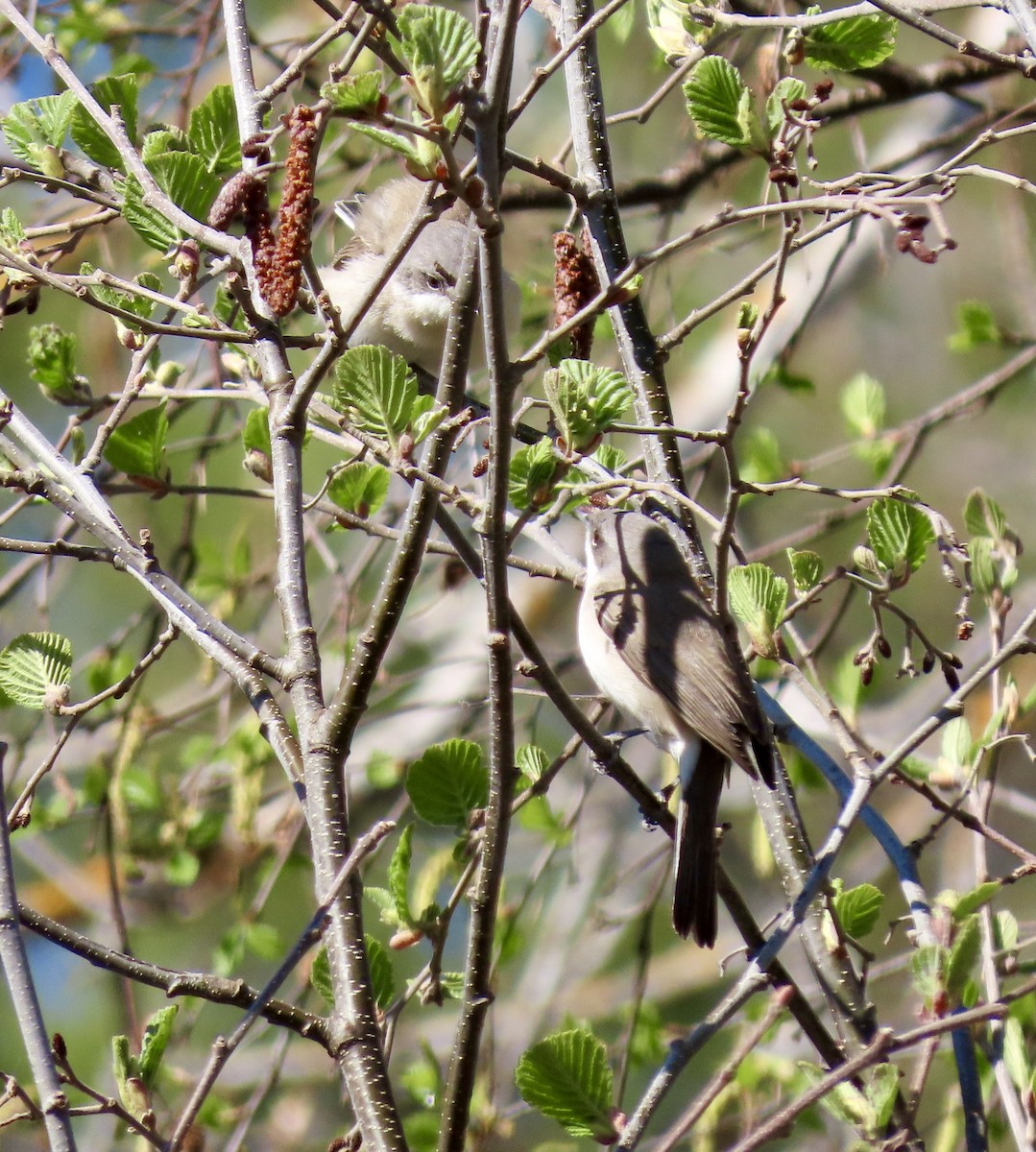 Curruca Zarcerilla - ML623880442