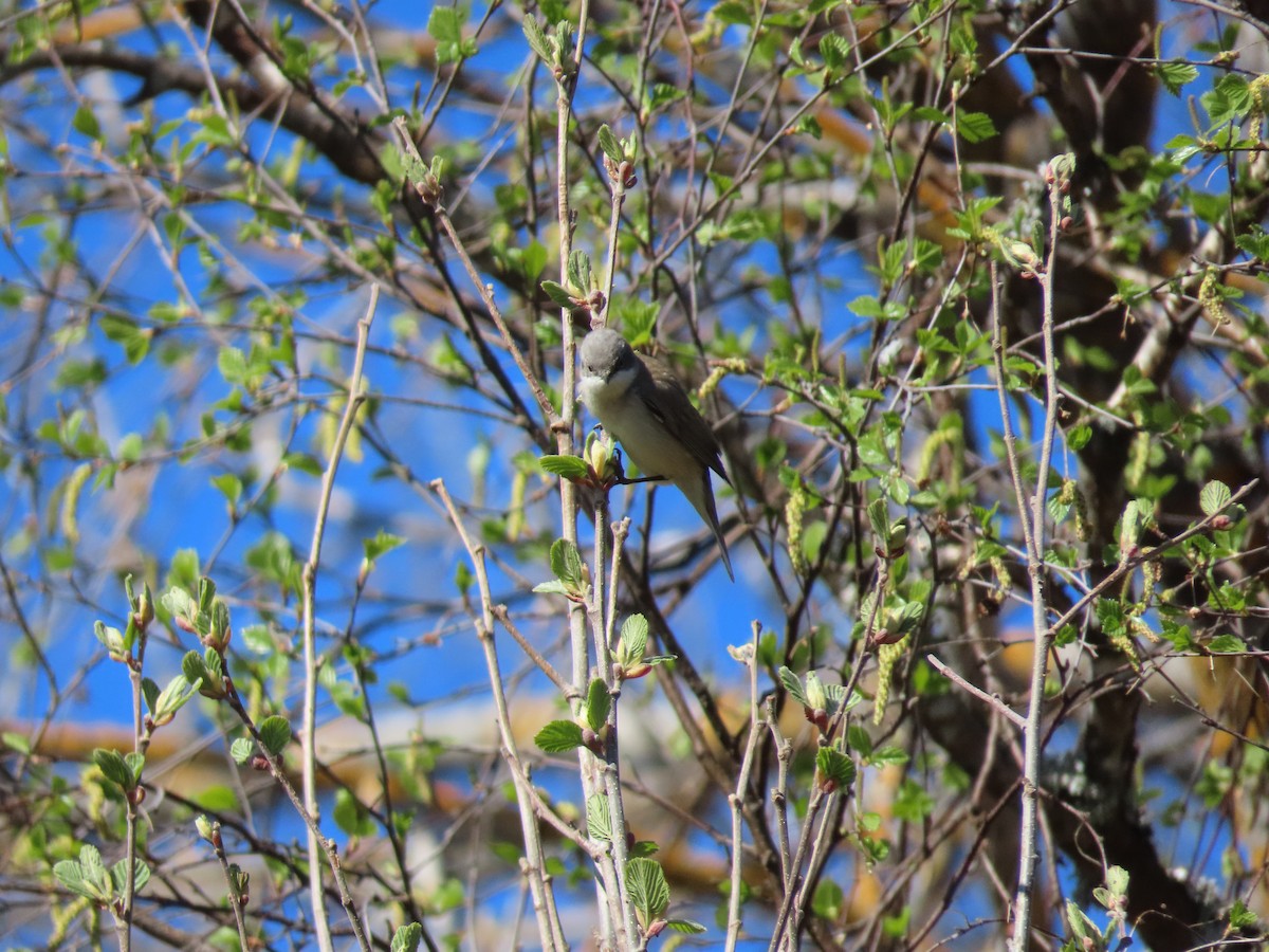 Curruca Zarcerilla - ML623880444