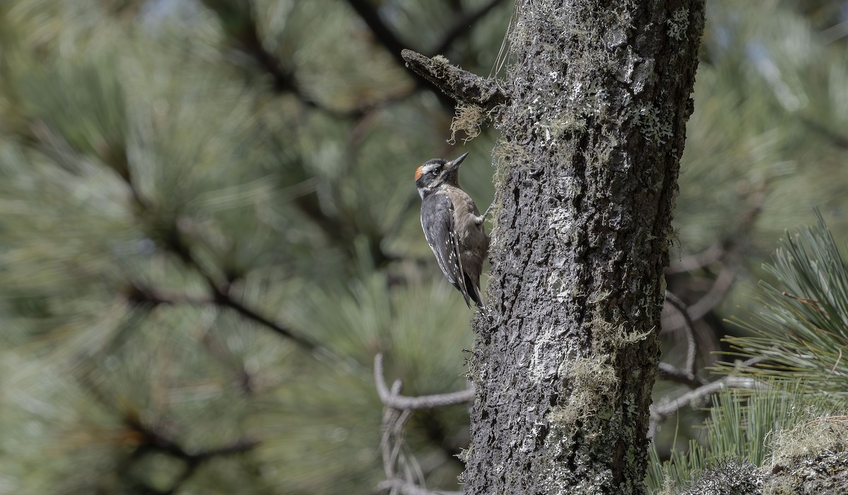 Hairy Woodpecker (South Mexican) - ML623880449