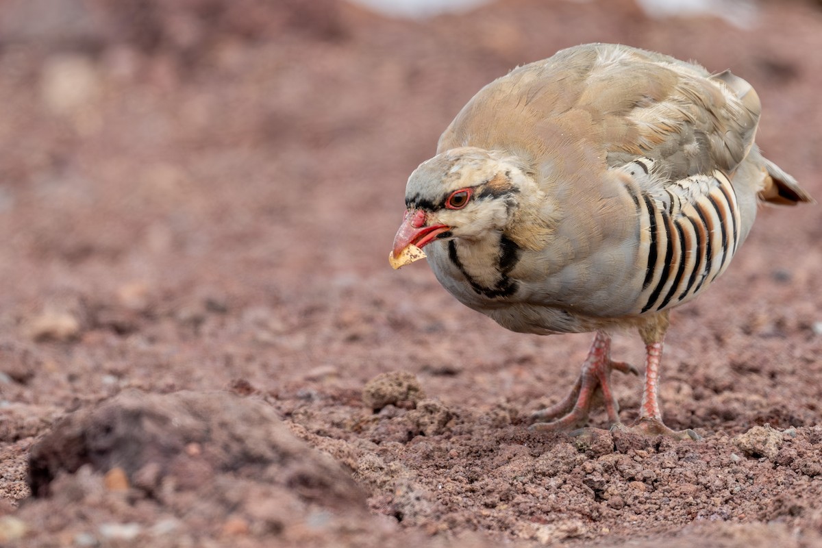 Chukar - ML623880456