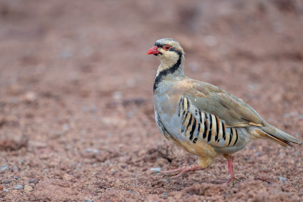 Chukar - ML623880457